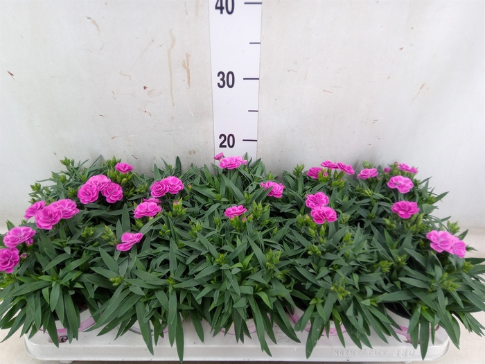 <h4>Dianthus car. 'Peman'</h4>