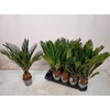 Cycas Revoluta 9+