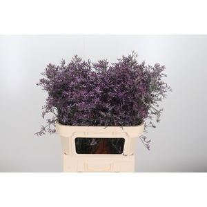 Limon Safora Lilac