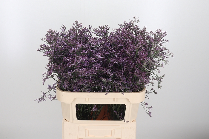 <h4>Limon Safora Lilac</h4>