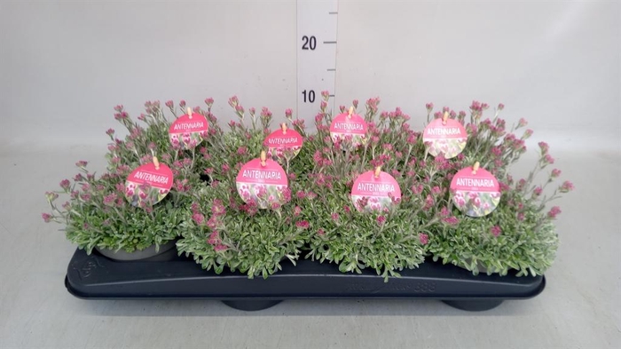 <h4>Antennaria dioica</h4>