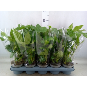 Fatsia japonica   ...