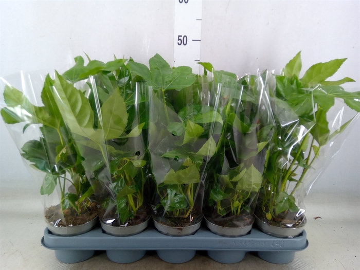 <h4>Fatsia japonica   ...</h4>