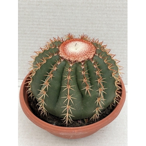 CACTUS OV