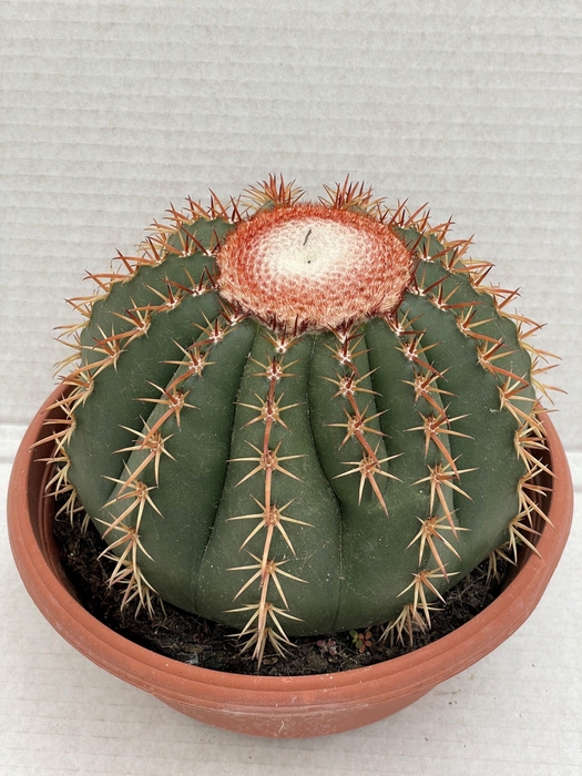 <h4>CACTUS OV</h4>