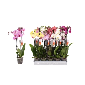 Phalaenopsis 7 color mix, 2-spike 18+