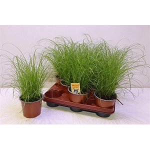 arr8 Cyper Alt Zumula