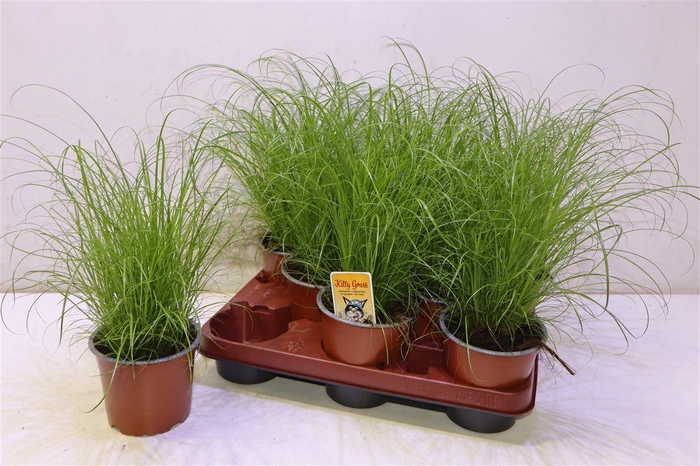 <h4>arr8 Cyper Alt Zumula</h4>