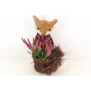 arr4 Outdoor PL - Vos calluna achter