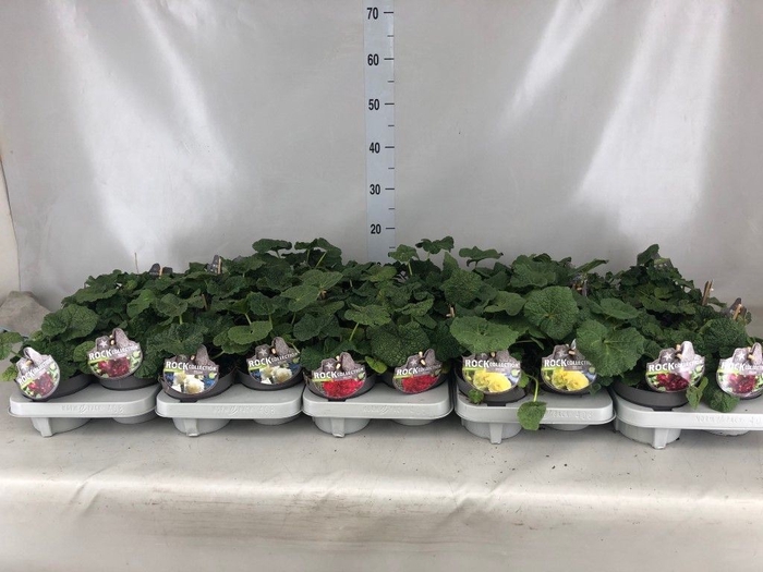 <h4>Alcea rosea</h4>