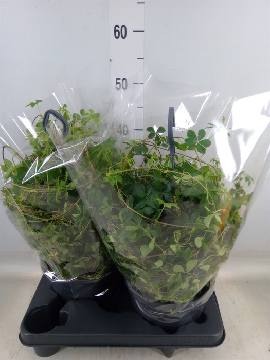 <h4>Parthenocissus  'Sugar Vine'</h4>