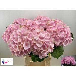 Hydr M Verena Pink
