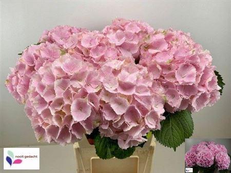 <h4>Hydr M Verena Pink</h4>