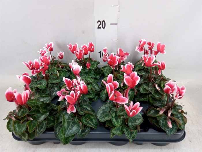 <h4>Cyclamen KL 'Metis Fantasia'</h4>