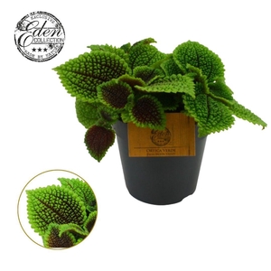 Pilea Moon valley, 12cm