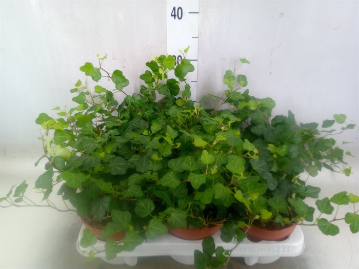 <h4>Hedera helix 'Wonder'</h4>
