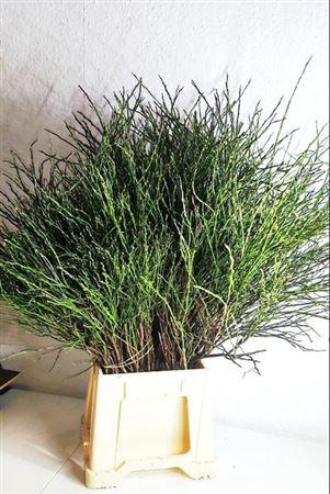 <h4>Vacc Myrtillus Bs</h4>