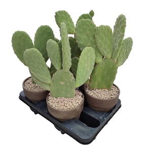 OPUNTIA TOMENTOSA IN TERRACOTTA POT Ø 15 - TRAY 4 PCS (CACTUS)