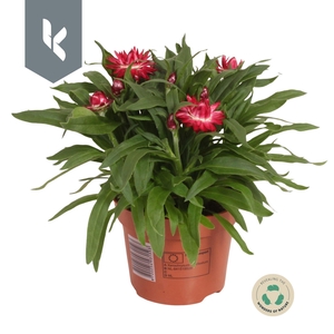 Xerochrysum Bracteatum Crispy Pink