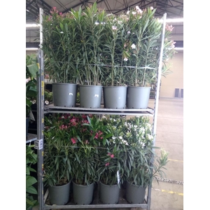 Nerium oleander   ...