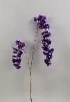 <h4>AF Irid. Wisteria Spray/3 L100</h4>