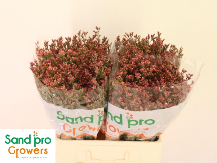 <h4>LIM SIN MAX DIA</h4>