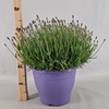 Lavandula angus. 'Essence Pure'