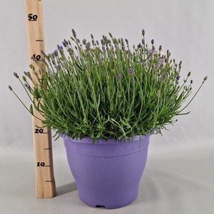 Lavandula angus. 'Essence Pure'