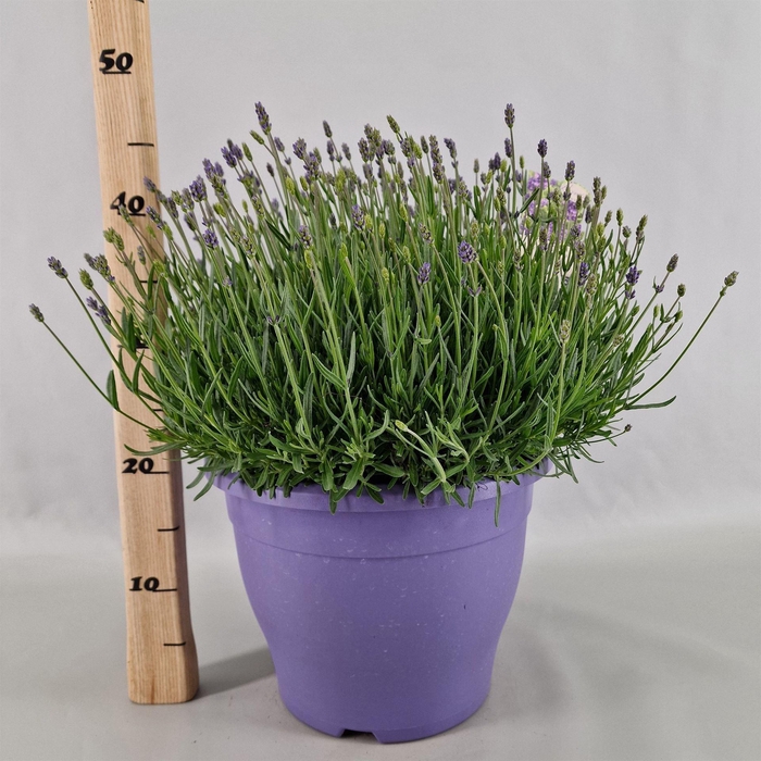 <h4>Lavandula angus. 'Essence Pure'</h4>