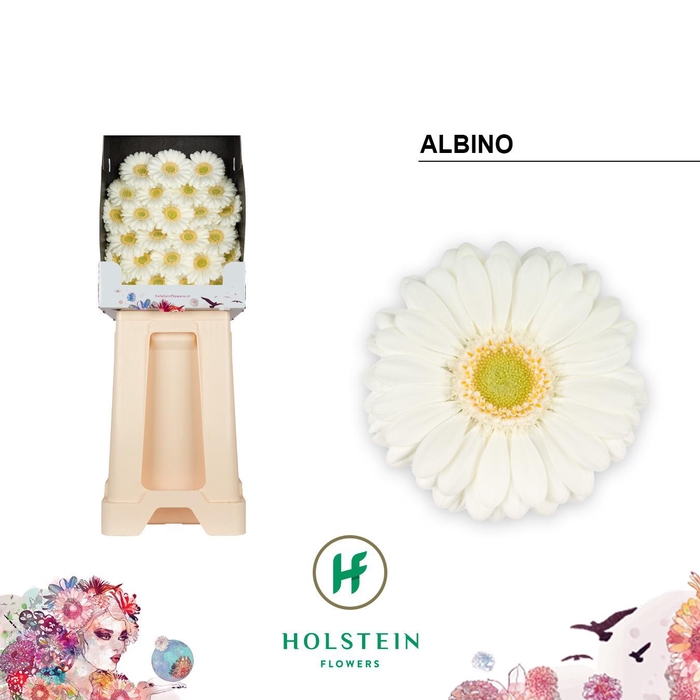 <h4>Germini Albino Diamond</h4>
