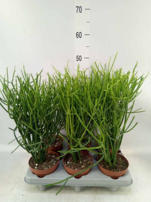 <h4>Euphorbia tirucalli</h4>