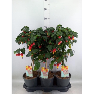 Abutilon  'Big Bell'