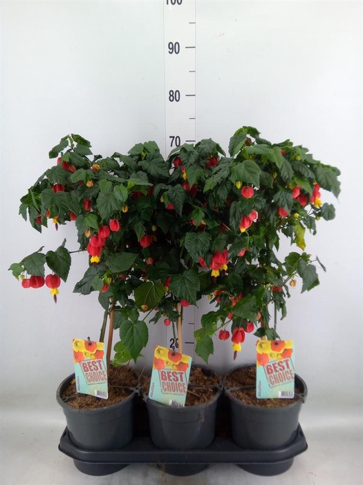 <h4>Abutilon  'Big Bell'</h4>