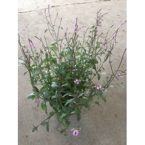 Verbena officinalis Bampton