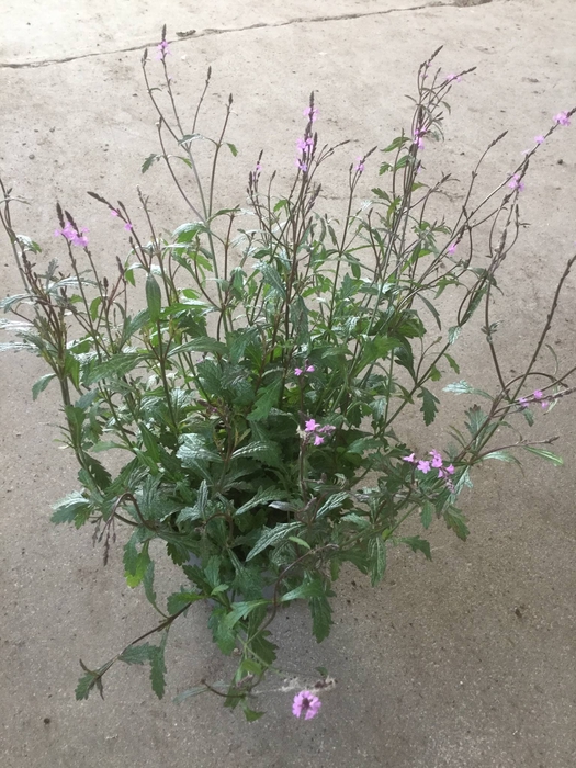 <h4>Verbena officinalis Bampton</h4>