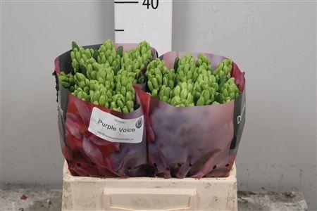 <h4>Hyac Purple Voice</h4>