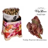 TU PARROT BROWNIES