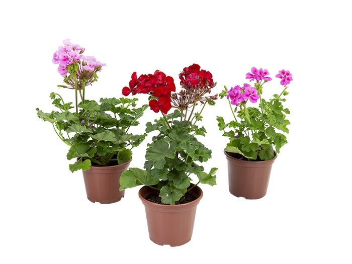 <h4>GERANIO P15</h4>