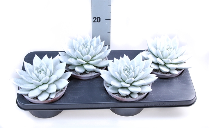 <h4>Echeveria  'Miranda'</h4>