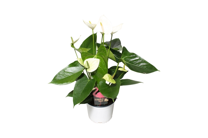 <h4>Anthurium XL.03 Arisa White 14cm</h4>