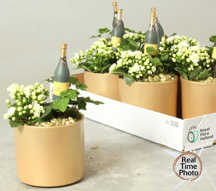 <h4>ARR KAMERPL</h4>