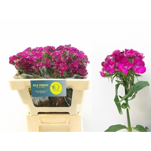 DI BARB KIWI FUCHSIA