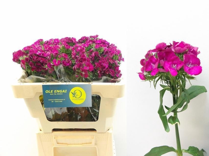 <h4>DI BARB KIWI FUCHSIA</h4>