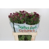 Ranunculus Magical Raspberry