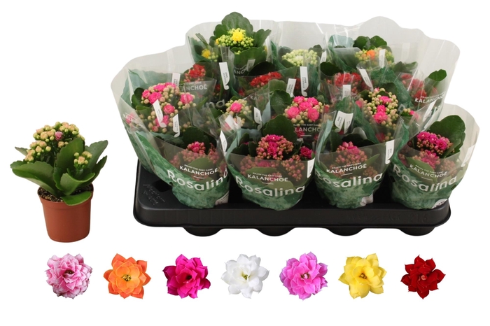 <h4>KAL GE RO GEM 6 KL</h4>