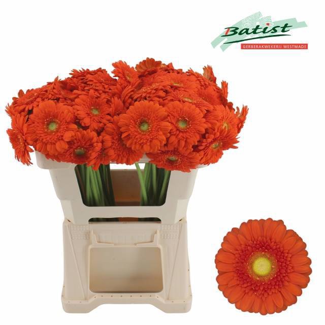 <h4>GE MI DORITO</h4>