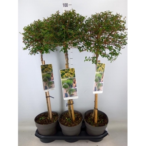 Ligustrum delavayanum