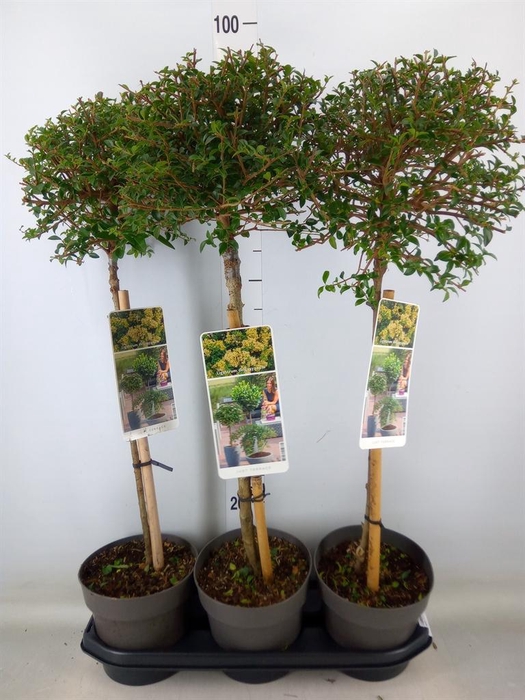 <h4>Ligustrum delavayanum</h4>