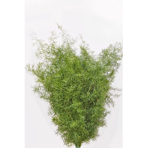 ASPARAGUS PLUM MEZZA FOGLIA