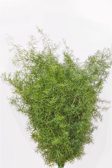 <h4>ASPARAGUS PLUM MEZZA FOGLIA</h4>